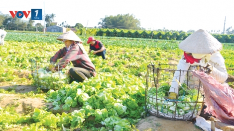 Luật Trồng trọt: Cần quy định chặt chẽ để khắc phục tình trạng được mùa mất giá (11/7/2018)