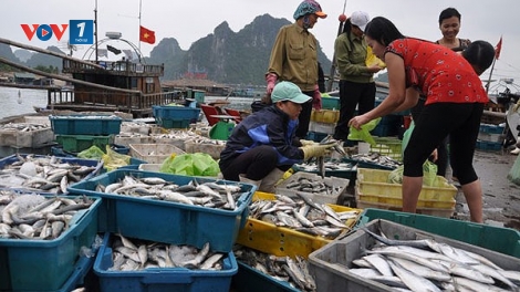 Khai thác thủy sản: Băn khoăn chuyện đầu ra (2/7/2018)