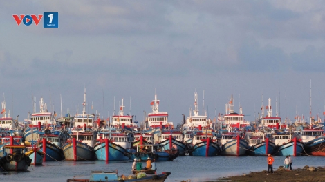 Nghiệp đoàn nghề cá giúp ngư dân yên tâm bám biển (19/8/2018)