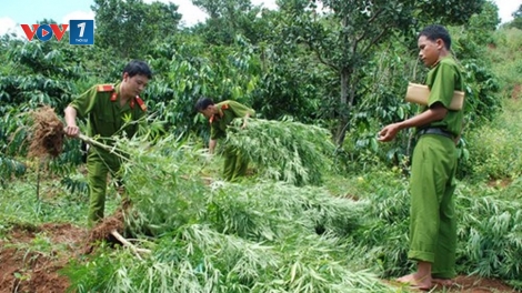 Đắk Lắk cảnh giác với chiêu thuê đất để trồng cần sa (31/8/2018)