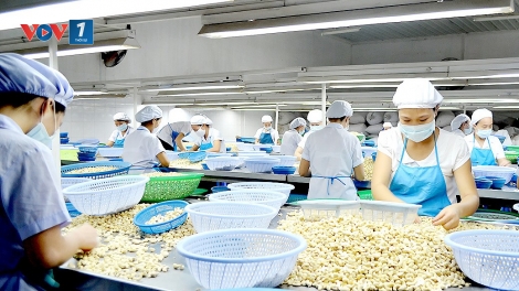 Đã đến lúc cần tái cơ cấu lại ngành điều để phát triển bền vững (5/8/2018)