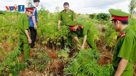 Đắk Lắk cảnh giác với chiêu thuê đất để trồng cần sa (27/8/2018)