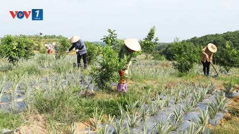 Dự thảo Luật Trồng trọt - Quản lý tốt giống cây để phát triển trồng trọt bền vững (13/8/2018)