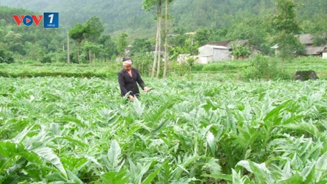 Phát triển ngành dược liệu bền vững (15/9/2018)