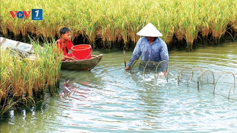 Gỡ khó cho mô hình tôm lúa ở đồng bằng sông Cửu Long (21/9/2018)
