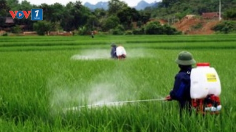 Thuốc Bảo vệ thực vật trong sản xuất nông nghiệp: lạm dụng và khó kiểm soát (20/9/2018)