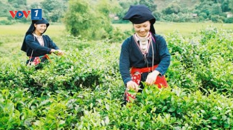 Khai thác thế mạnh để phát triển kinh tế vùng cao (15/1/2019)
