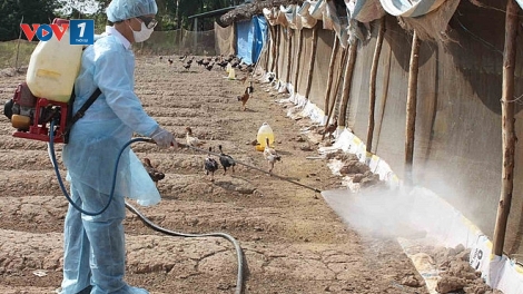 Long An triển khai các biện pháp dập dịch cúm gia cầm H5N1 (10/1/2019)