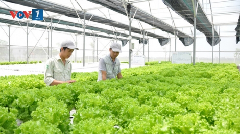 Hợp tác quốc tế hỗ trợ phát triển nông nghiệp công nghệ cao (11/1/2019)