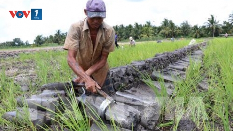 Chuyển đất lúa kém hiệu quả tại Đồng Bằng Sông Cửu Long còn nhiều khó khăn (9/1/2019)