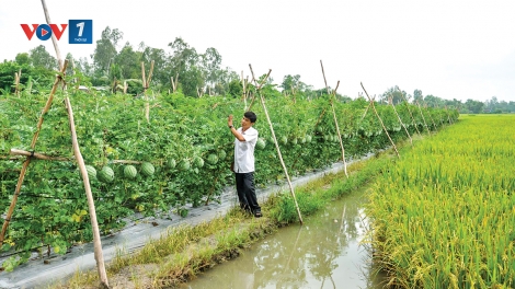 Chuyển đổi cơ cấu ngành nông nghiệp đang phát huy hiệu quả (4/1/2019)