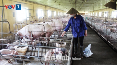 Kiểm soát dịch bệnh trên đàn vật nuôi bằng chuỗi chăn nuôi an toàn sinh học (16/1/2019)