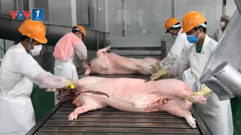 Xuất khẩu thịt lợn của Việt Nam có sự tăng trưởng ấn tượng trong năm 2018, nhưng vẫn còn nhiều điểm nghẽn cần khắc phục (2/1/2019)