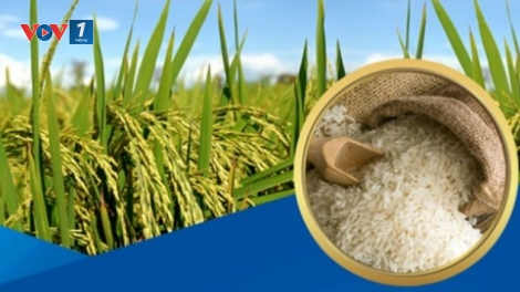 Lúa gạo chất lượng cao – hướng đi tất yếu trong hội nhập (21/1/2019)