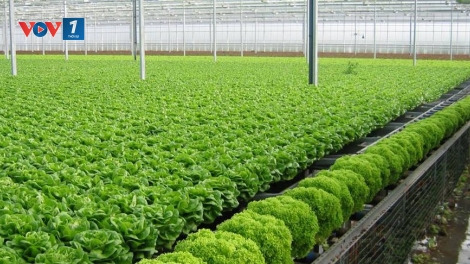 Ngành nông nghiệp 2019: Chủ động ứng phó thách thức để phát triển (6/1/2019)