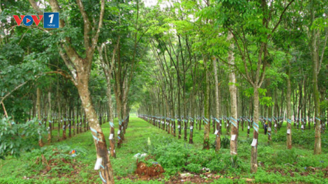 Thu hơn trăm tỷ từ thanh lý vườn cây, Công ty Cổ phần Cao su Tây Ninh báo lãi 120 tỷ đồng (29/1/2019)