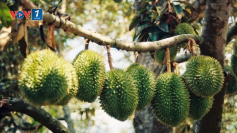 Phát triển cây ăn trái để không phải giải cứu (10/1/2019)