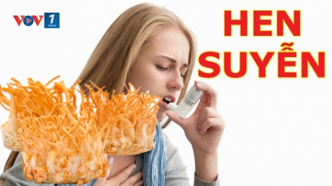 Tác dụng của đông trùng hạ thảo với bệnh hen (12/1/2019)