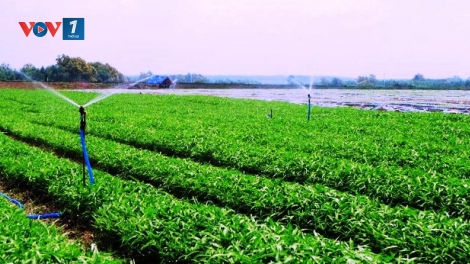 Tăng hàm lượng khoa học công nghệ trong sản xuất nông nghiệp góp phần nâng cao thu nhập cho nông dân (19/1/2019)