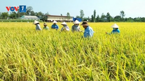Nâng cao hiệu quả sản xuất lúa hàng hóa (4/10/2019)