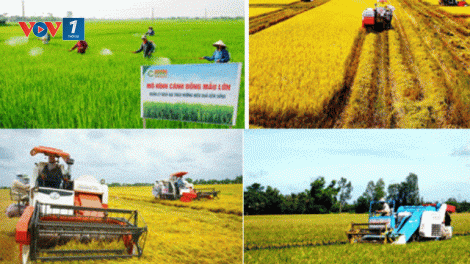 Nông thôn mới Tiền Giang và bài toán về liên kết sản xuất (9/10/2019)