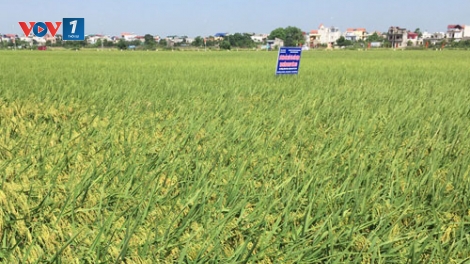 Mô hình trồng lúa hữu cơ ở xã Đồng Phú, huyện Chương Mỹ - Hà Nội (14/10/2019)