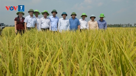 Mùa vàng ở Thái Bình (19/10/2019)