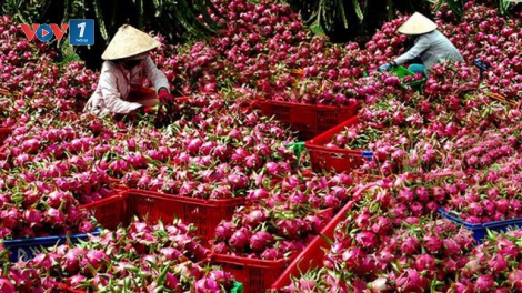 Nông dân Việt và sân chơi toàn cầu (14/10/2019)