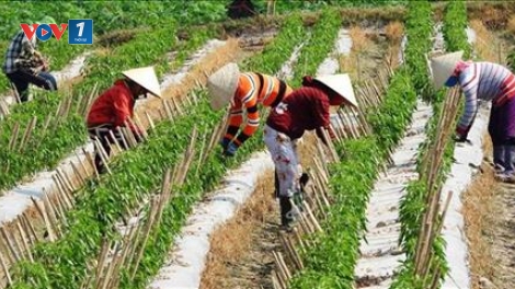 Huyện Đại Từ, tỉnh Thái Nguyên, đẩy mạnh chuyển đổi cơ cấu cây trồng, thích ứng biến đổi khí hậu (9/10/2019)