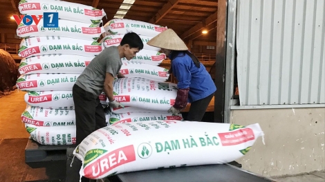 Doanh nghiệp điêu đứng vì phân bón giả (15/10/2019)