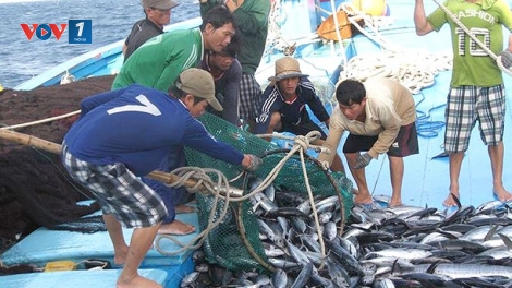 Gỡ thẻ vàng EU: Hướng tới phát triển bền vững nghề cá (28/10/2019)