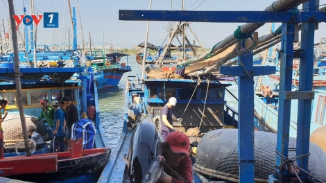 Hiện đại hóa nghề cá, cần chính sách đồng bộ (24/10/2019)