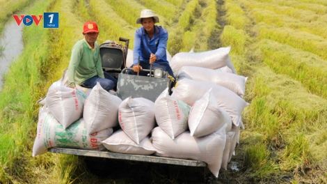 Hạt gạo Việt Nam: Nâng cao chất lượng, khẳng định thương hiệu (16/11/2019)