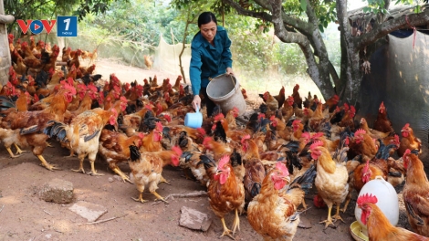 Đẩy mạnh chăn nuôi gia cầm, đảm bảo nguồn cung (9/11/2019)