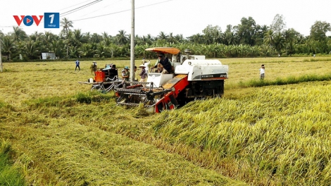 Nhà nông học... làm nông (6/11/2019)