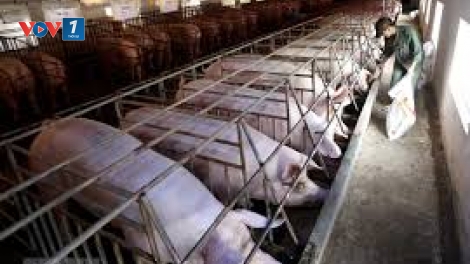 Thực hiện quy trình chăn nuôi khép kín để bảo vệ đàn vật nuôi (4/11/2019)