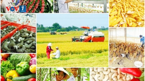 Tạo động lực mới cho hợp tác xã nông nghiệp phát triển (30/11/2019)