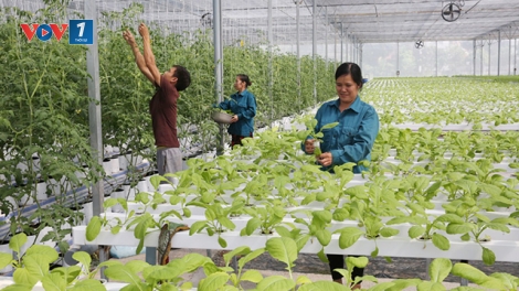 Loạt bài “Tạo động lực mới cho hợp tác xã nông nghiệp phát triển”. Bài 1: "Hợp tác xã nông nghiệp kiểu mới - tất yếu của nền nông nghiệp sản xuất hàng hóa" (28/11/2019)