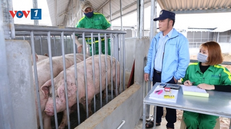 Tăng cường kiểm soát buôn lợn qua biên giới, bình ổn thị trường trong nước (26/11/2019)