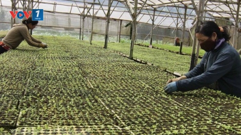 Tạo động lực cho Hợp tác xã Nông nghiệp phát triển (29/11/2019)