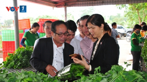 Vĩnh Phúc: Phát triển sản phẩm nông nghiệp phục vụ ngành du lịch (22/11/2019)
