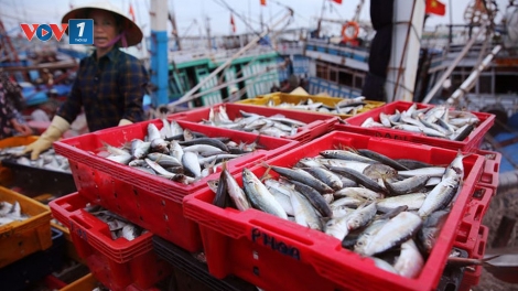 Các địa phương triển khai giải pháp khắc phục thẻ vàng EC (14/11/2019)