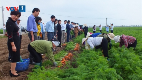 Liên kết sản xuất và tiêu thụ sản phẩm cây vụ đông vùng Đồng bằng sông Hồng (7/12/2019)