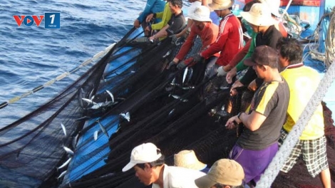 Ngư dân đoàn kết cùng nhau làm ăn trên biển (23/12/2019)