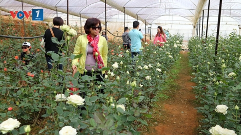 Lâm Đồng phát triển tiềm năng hoa (23/12/2019)