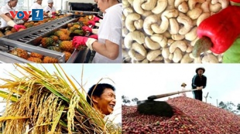 Vượt khó khăn - Nông sản xuất khẩu tăng trưởng mạnh trong năm 2019 (23/12/2019)