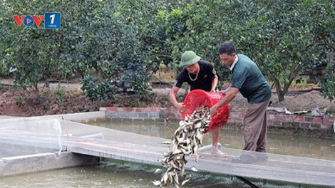 Đảm bảo năng suất, hiệu quả nuôi cá mùa đông (16/12/2019)