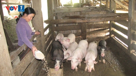 Bài 2: Chăn nuôi nhỏ lẻ - vì sao không hiệu quả? trong loạt bài " Chăn nuôi nhỏ lẻ - Bỏ thì thương, vương thì nợ" (18/12/2019)