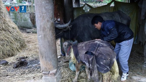 Chủ động phòng chống đói, rét cho gia súc (10/12/2019)