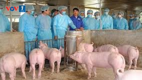 Tăng cường công tác thú y, phòng chống bệnh dịch tả lợn châu Phi (5/12/2019)